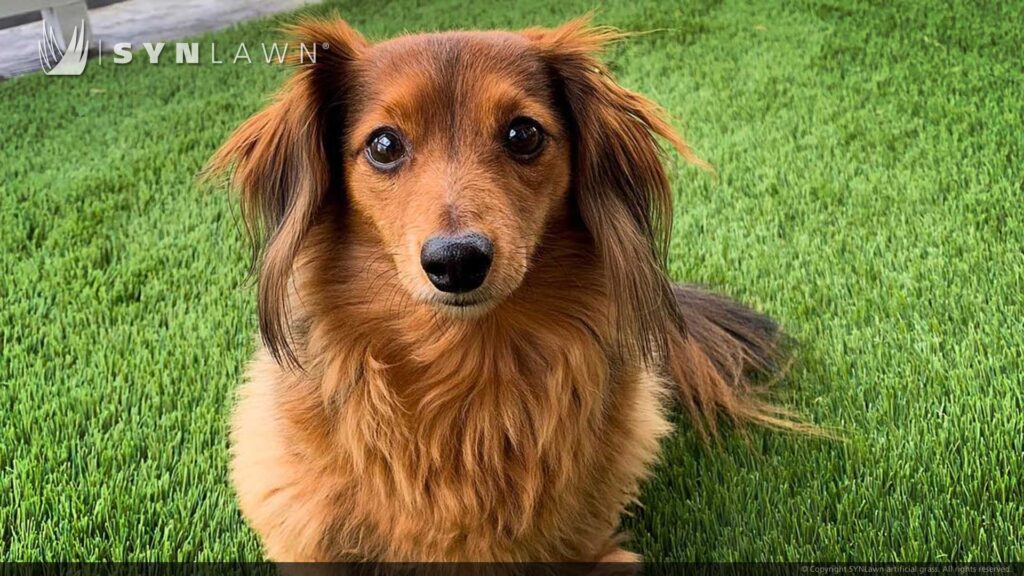 image of SYNLawn West Palm Beach FL pets artificial grass safe for dogs cats and all animals